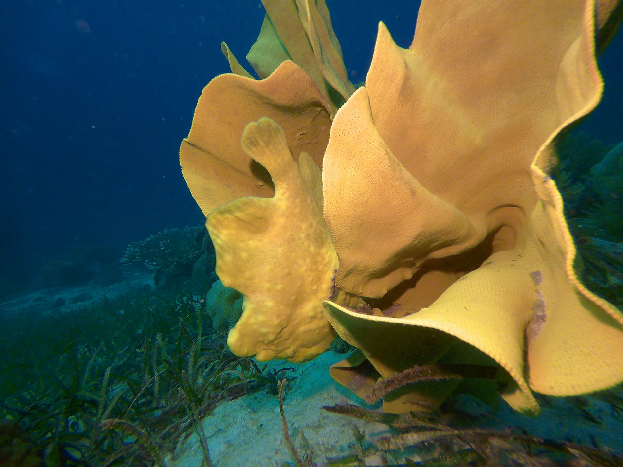 Anglerfisch
