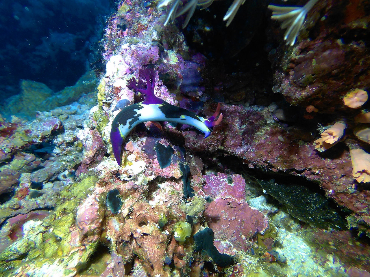 Nacktschnecke
