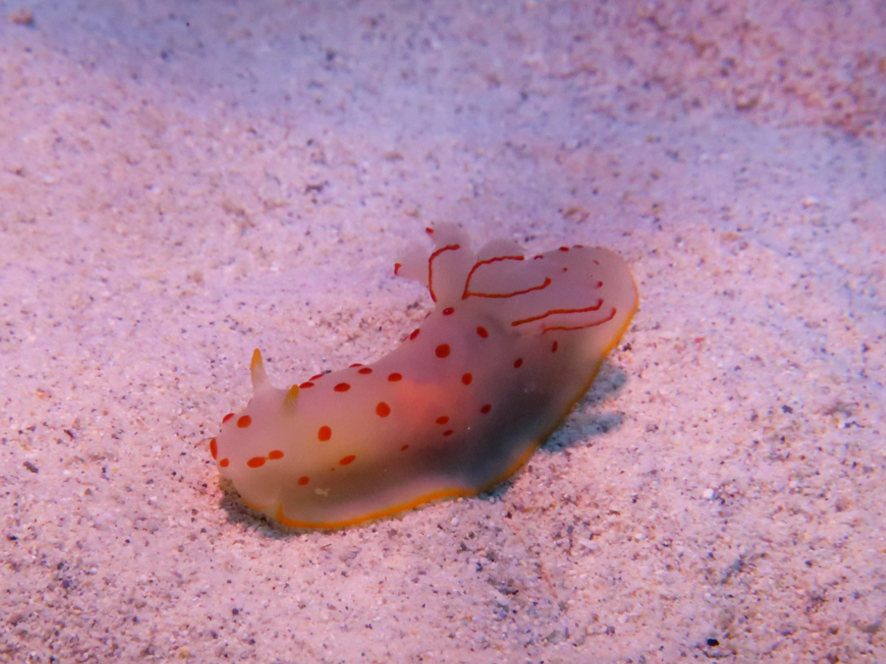 Nacktschnecke