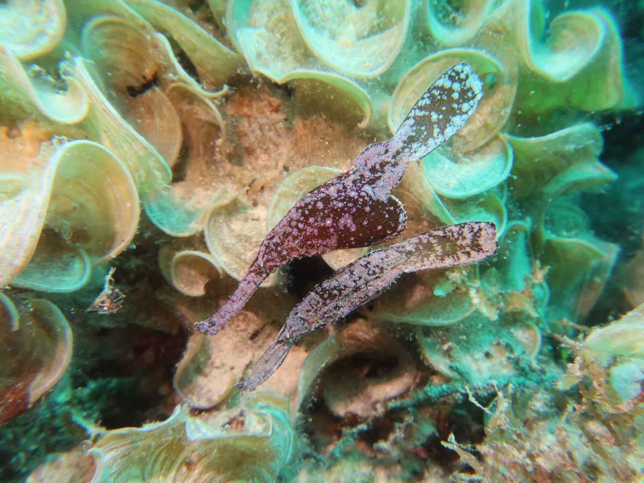 Geisterpfeifferfische