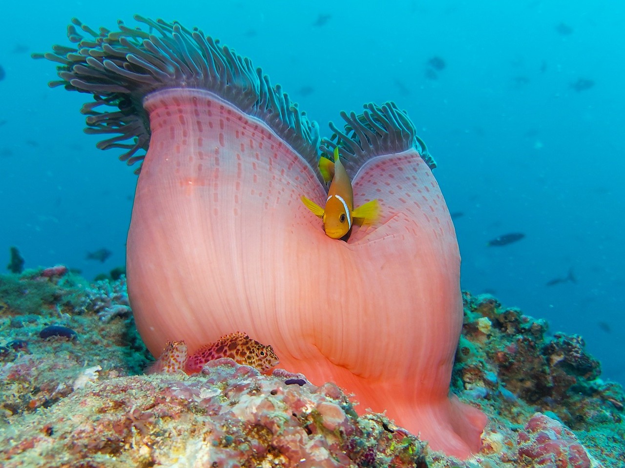 Anemone mit Clownfisch