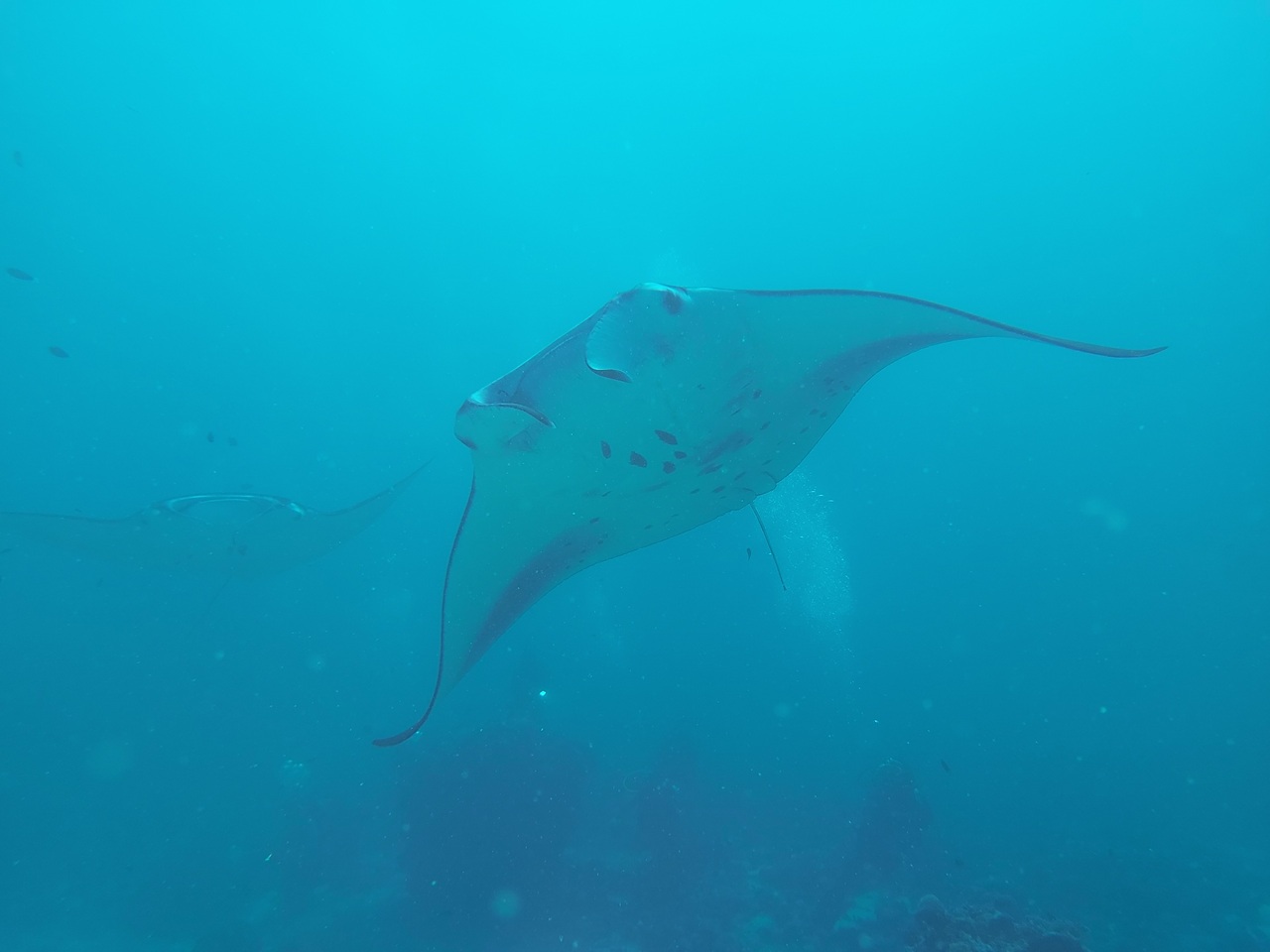 Mantarochen