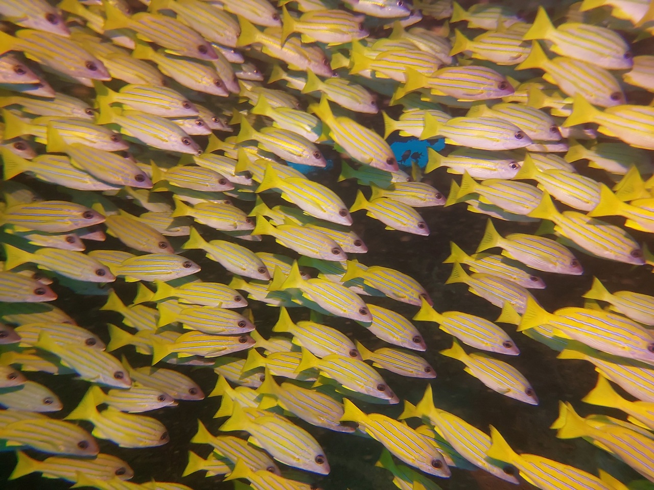 Blaustreifenschnapper