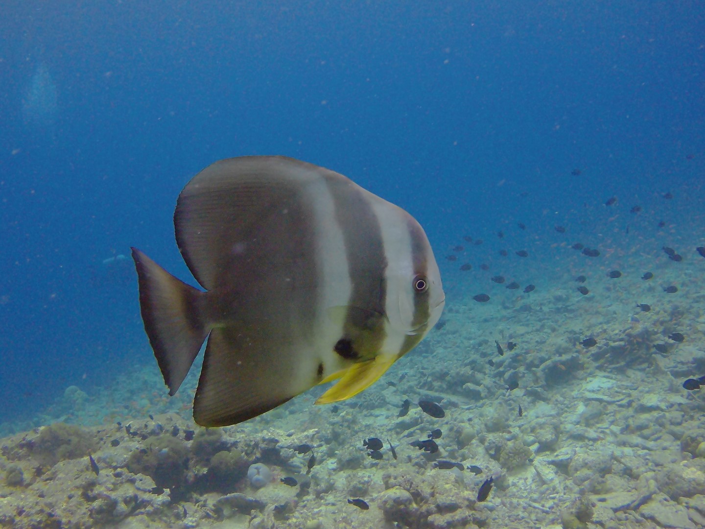 Fledermausfisch