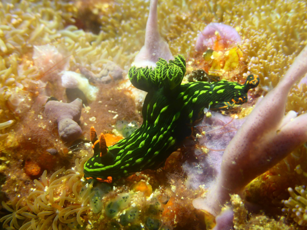 Nacktschnecke