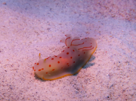 Nacktschnecke