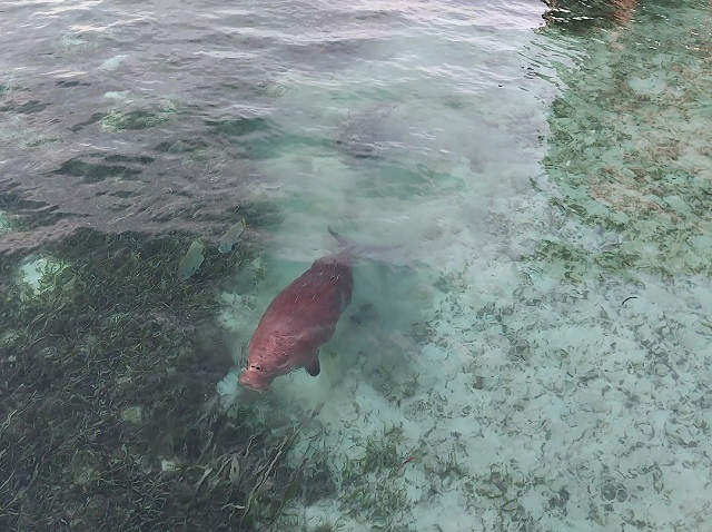 Dugong