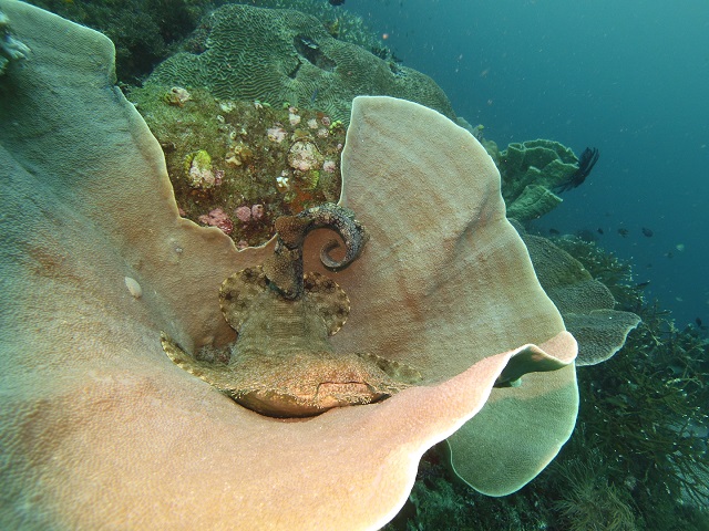 Wobbegong